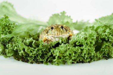 close up view of cute green frog on lettuce leaves isolated on white clipart