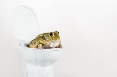 funny green frog on small toilet bowl isolated on white clipart