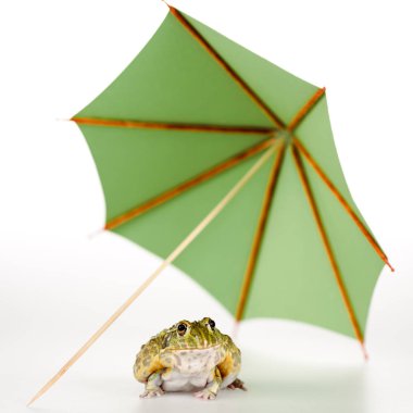 selective focus of cute green frog under small paper umbrella on white background clipart