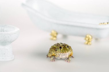 selective focus of funny green frog near small toilet bowl and luxury bathtub isolated on white clipart