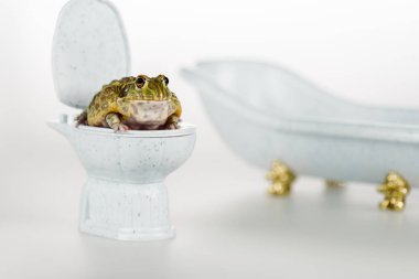 selective focus of funny green frog on small toilet bowl near luxury bathtub isolated on white clipart