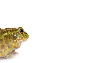 close up view of cute green frog isolated on white clipart