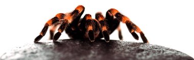 black and red hairy spider on wet stone isolated on white, panoramic shot clipart