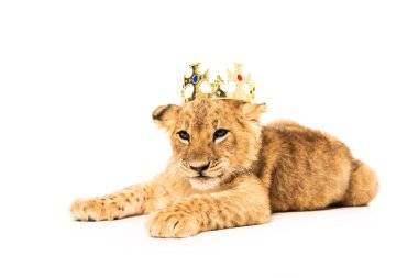 cute lion cub in golden crown isolated on white clipart