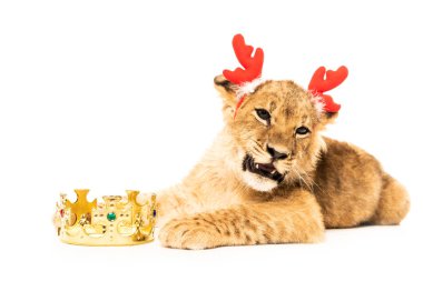 cute lion cub in deer horns headband near golden crown isolated on white clipart