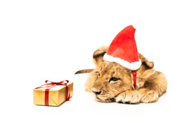 Noel Baba şapkalı şirin aslan yavrusu. Beyaz üzerinde izole edilmiş altın bir hediye.