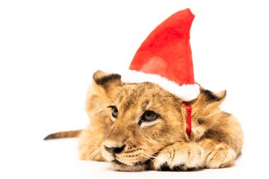 cute lion cub in santa hat isolated on white clipart