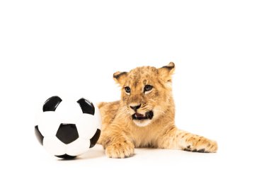 Futbol topunun yanındaki sevimli aslan yavrusu beyazın üzerinde izole edilmiş.