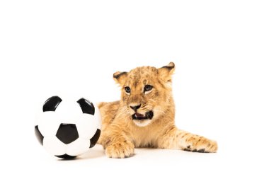 cute lion cub near soccer ball isolated on white clipart