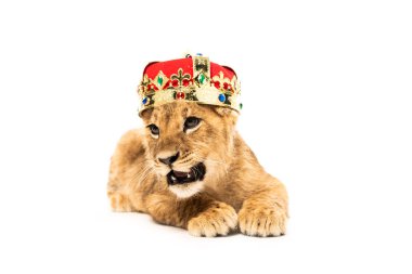 Altın ve kırmızı tacı olan şirin aslan yavrusu beyaz renkte izole edilmiş.