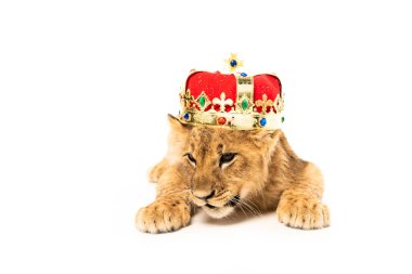cute lion cub in golden and red crown isolated on white clipart