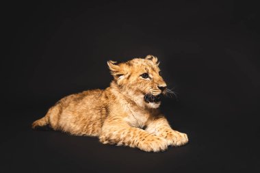 Şirin aslan yavrusu, siyah üzerinde tek başına yatıyor.