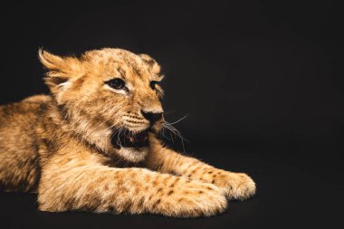 Şirin aslan yavrusu, siyah üzerinde tek başına yatıyor.