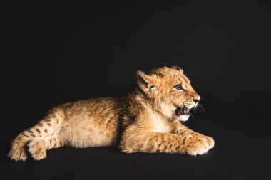 Şirin aslan yavrusu, siyah üzerinde tek başına yatıyor.