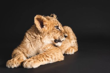 tapılası aslan yavrusu siyah üzerinde tek başına yatıyor.