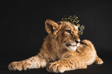 adorable lion cub lying in golden crown isolated on black clipart