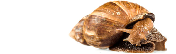 slimy brown snail isolated on white, panoramic shot