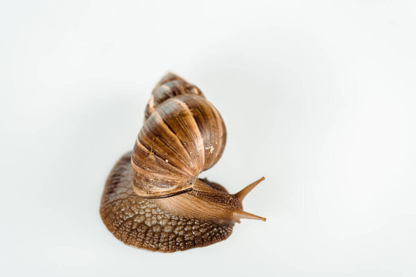 top view of slimy brown snail isolated on white