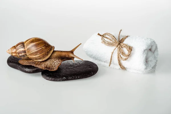 Brown Snail Spa Stones Cotton Towel White Background — Stock Photo, Image