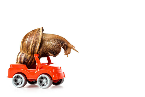 slimy brown snail on red toy car isolated on white