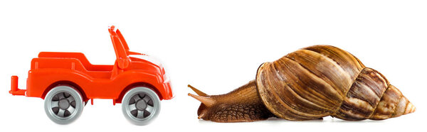 slimy brown snail near red toy car isolated on white, panoramic shot