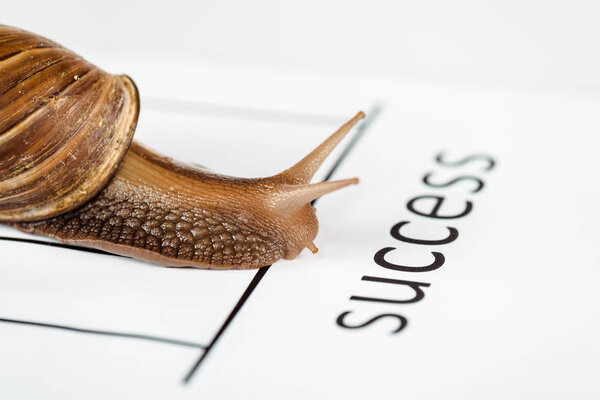 close up view of slimy brown snail on white paper with success lettering isolated on white