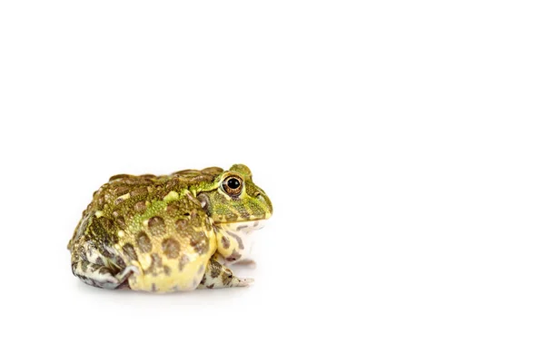 Roztomilá Zelená Žába Izolované Bílém — Stock fotografie
