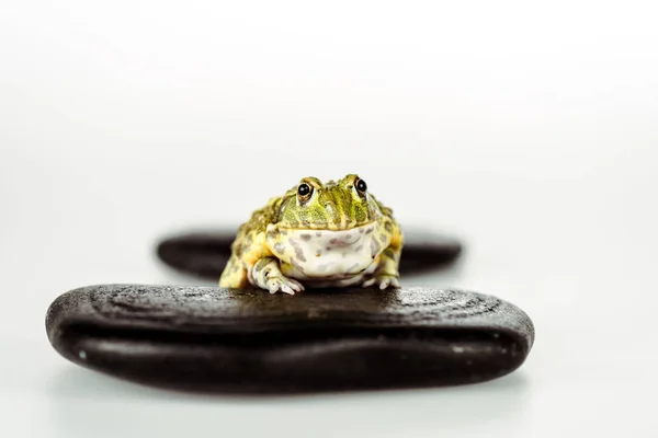 stock image selective focus of cute green frog on black stones isolated on white