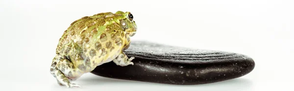 Cute Green Frog Black Stone Isolated White Panoramic Shot — Stock Photo, Image