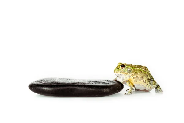 Sapo Verde Bonito Perto Pedra Preta Isolada Branco — Fotografia de Stock