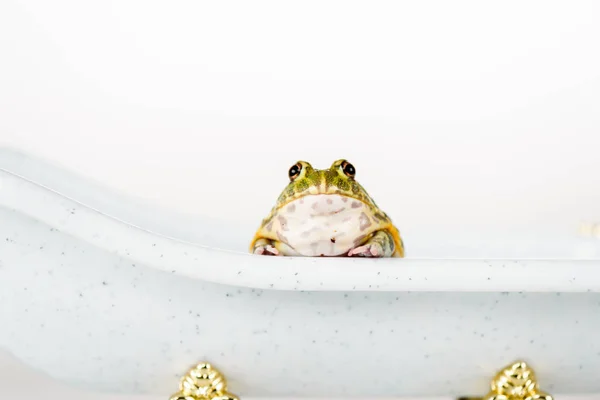 Cute Green Frog Small Luxury Bathtub Isolated White — Stock Photo, Image