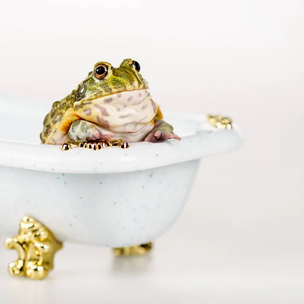 Stock image close up view of cute green frog in small luxury bathtub isolated on white