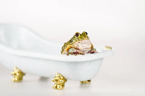 小豪华浴缸中可爱的绿色青蛙 与白色隔离 — 图库照片