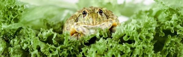 stock image close up view of cute green frog on lettuce leaves, panoramic shot
