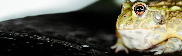 close up view of cute green frog on black wet stone, panoramic shot