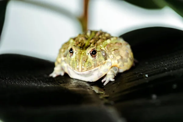 나뭇잎 귀여운 초록색 개구리를 가까이 — 스톡 사진