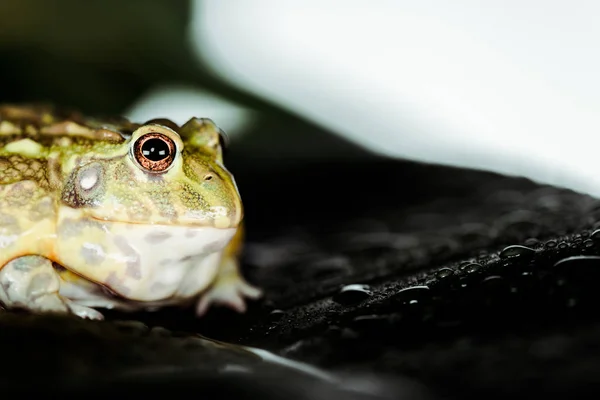 stock image close up view of cute green frog on wet leaf