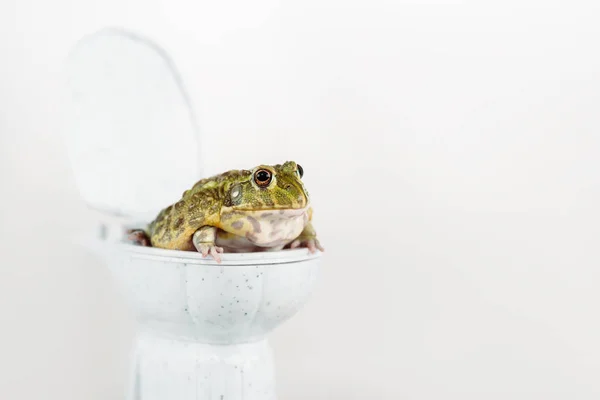 stock image funny green frog on small toilet bowl isolated on white