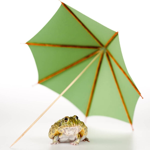 selective focus of cute green frog under small paper umbrella on white background