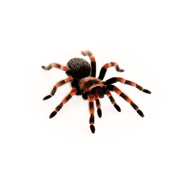black and red hairy spider isolated on white