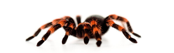 Black and red hairy spider isolated on white, panoramic shot