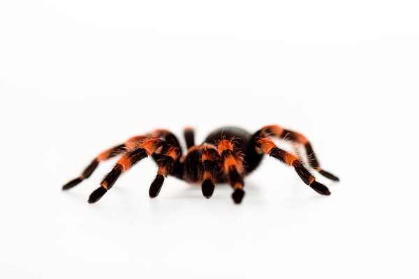 Black and red hairy spider isolated on white