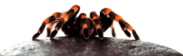 black and red hairy spider on wet stone isolated on white, panoramic shot