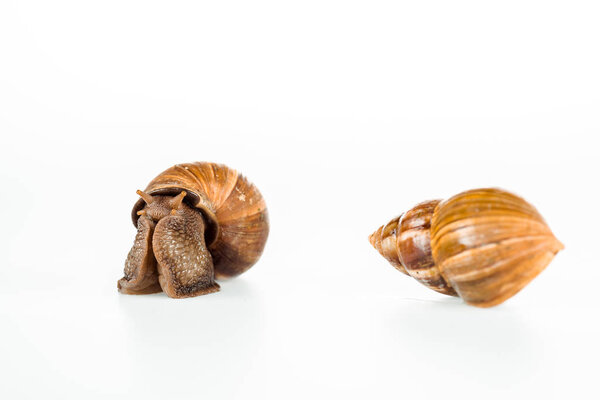 slimy brown snails isolated on white