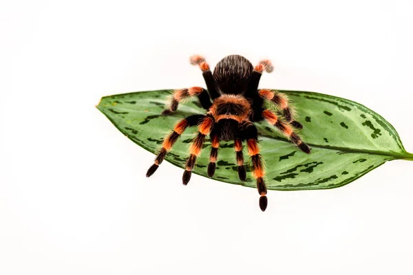 Svart Och Röd Hårig Spindel Grönt Blad Isolerad Vitt — Stockfoto