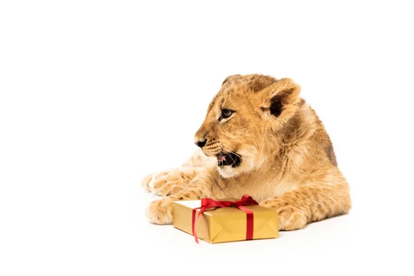 Schattig Leeuwenwelp Buurt Gouden Cadeau Met Rood Lint Geïsoleerd Wit — Stockfoto