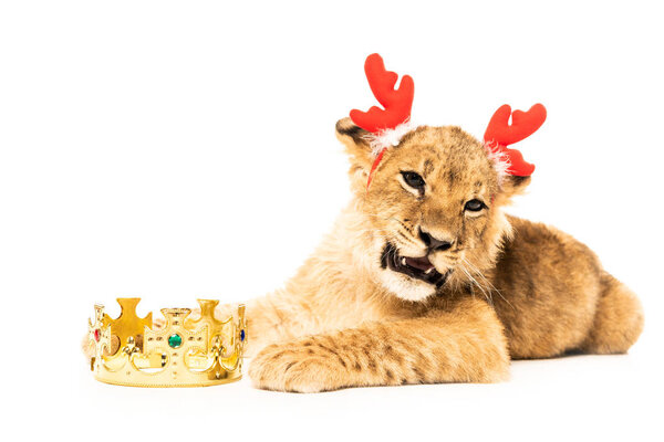 cute lion cub in deer horns headband near golden crown isolated on white