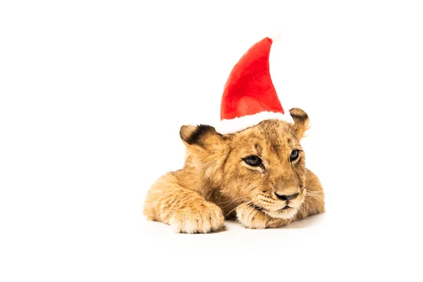 Cute Lion Cub Santa Hat Isolated White — Stock Photo, Image