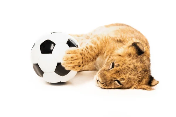 Cute Lion Cub Soccer Ball Isolated White — Stock Photo, Image