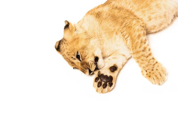 Vista Superior Filhote Leão Bonito Deitado Isolado Branco — Fotografia de Stock